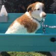 The Best Dog Bathtubs-Complete Guideline 6 Best Dog Bathtubs