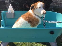 The Best Dog Bathtubs-Complete Guideline 15 Best Dog Bathtubs
