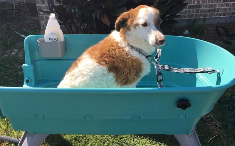The Best Dog Bathtubs-Complete Guideline 5 Best Dog Bathtubs