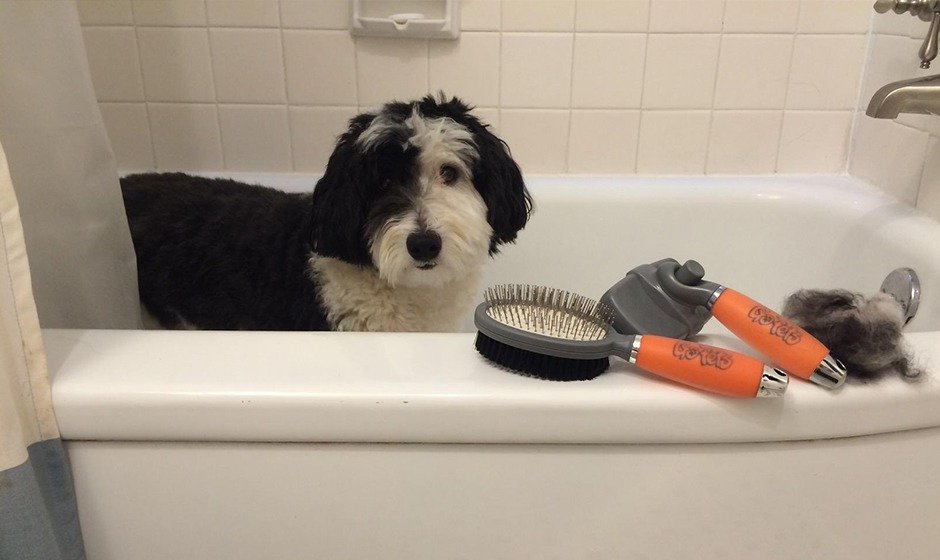 The Best Pin Brush for Dogs - The Pet Grooming