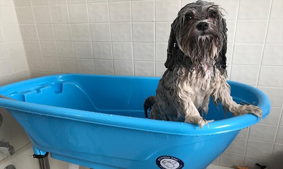 The Best Dog Bathtubs The Pet Grooming