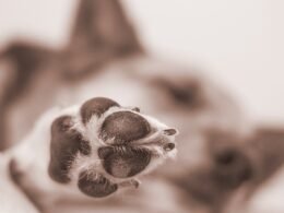 The Best Dog Nail Clippers 64 Dog Nail clippers