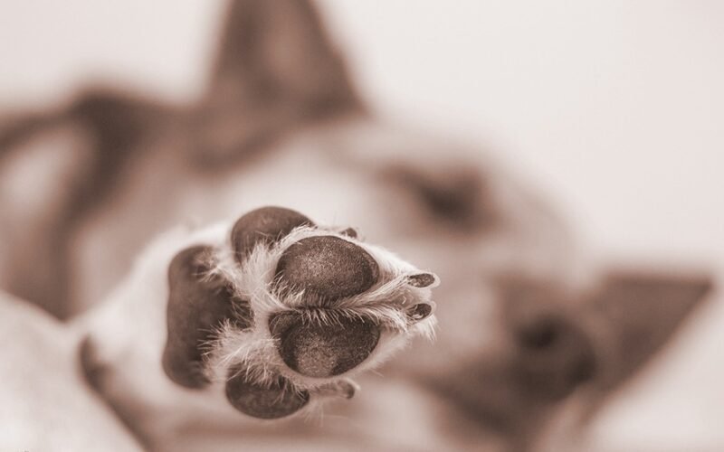 The Best Dog Nail Clippers 5 Dog Nail clippers