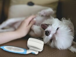 The Best Self-Cleaning Slicker Brush 58 best self-cleaning slicker