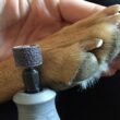 The Best Nail Grinder for Dog 6 Dog Nail Grinder