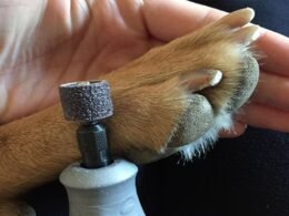 The Best Nail Grinder for Dog 18 Dog Nail Grinder