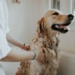 Everything You Need to do to Make Bathe Your Dog Easily 6 How to bathe your dog