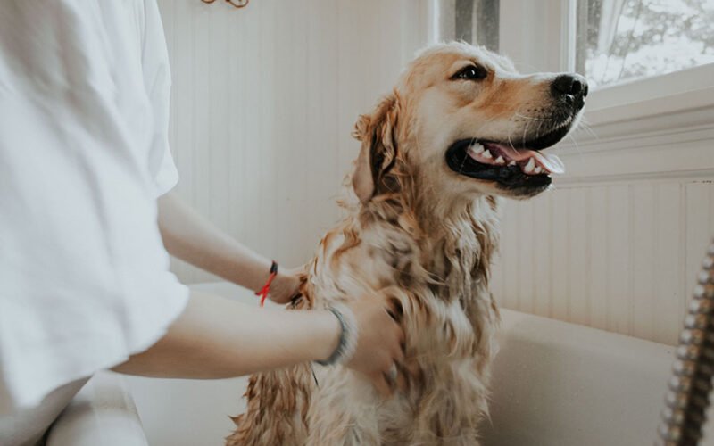 Everything You Need to do to Make Bathe Your Dog Easily 5 How to bathe your dog