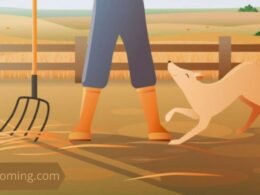 Can Dogs Eat Hay? 9 can dogs eat hay