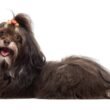 Can Havanese Be Aggressive? 8 can havanese be aggressive