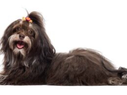 Can Havanese Be Aggressive? 9 can havanese be aggressive
