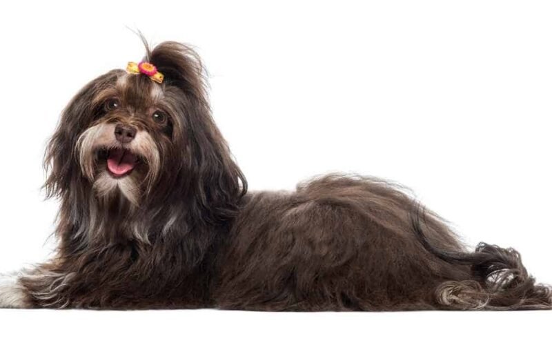 Can Havanese Be Aggressive? 5 can havanese be aggressive