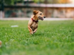 Why my dog is running around like something is chasing him? 14 my dog is running around like something is chasing him