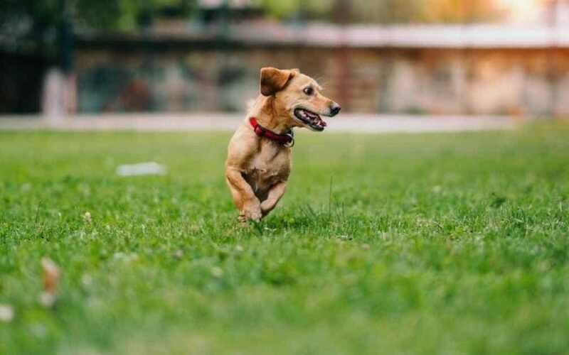 Why my dog is running around like something is chasing him? 5 my dog is running around like something is chasing him