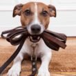 Can Dogs Eat Leather? Every Details You Should Know 9 can dogs eat leather