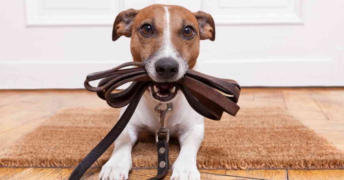 Can Dogs Eat Leather? Every Details You Should Know