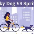 Walky Dog Vs Springer: Which one is the best for your dog? 6 walky dog vs springer