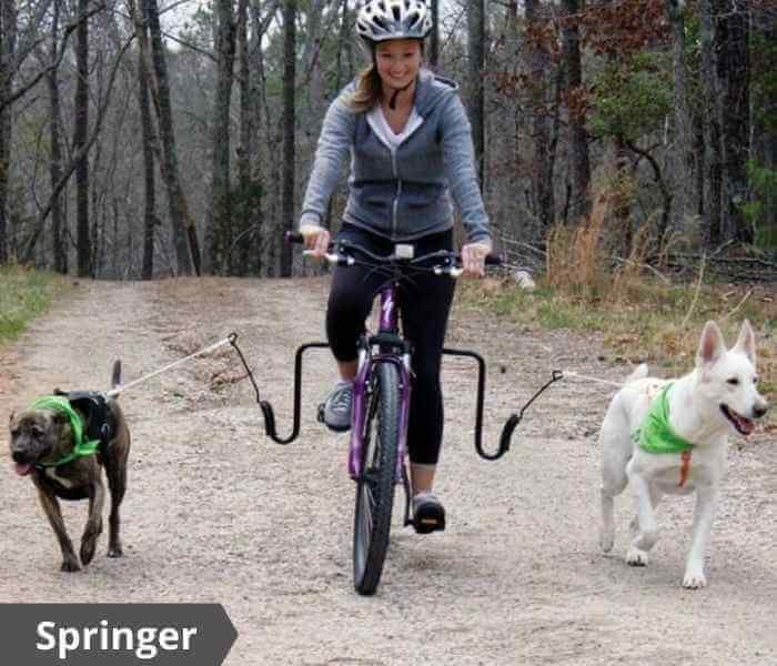 walky dog vs springer