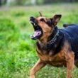 7 Best Ways To Reduce Your Dog Aggression After Surgery 7 dog aggression after surgery