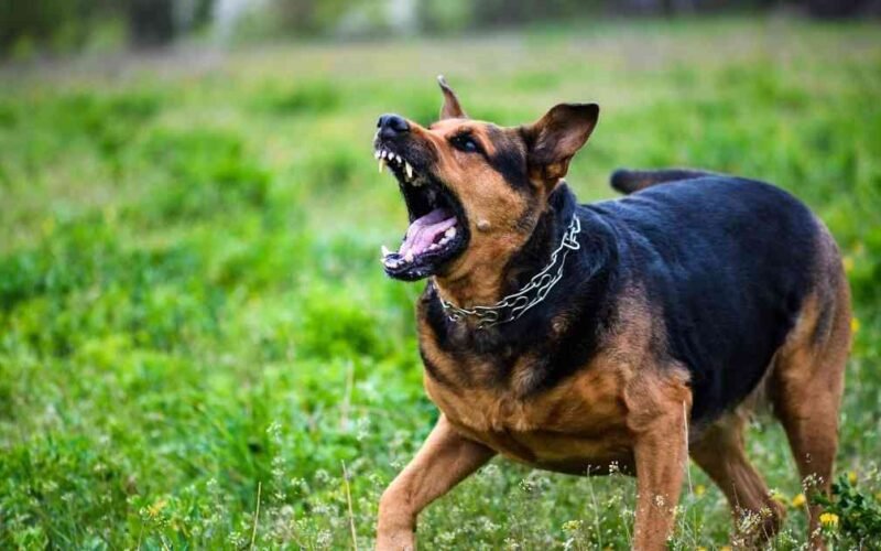 7 Best Ways To Reduce Your Dog Aggression After Surgery 5 dog aggression after surgery