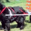 How much weight can a dog pull? 7 how much weight can a dog pull