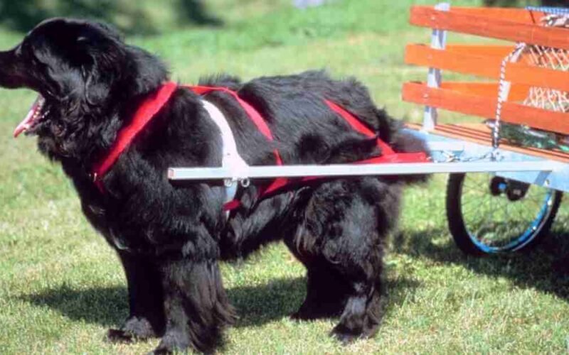 How much weight can a dog pull? 5 how much weight can a dog pull