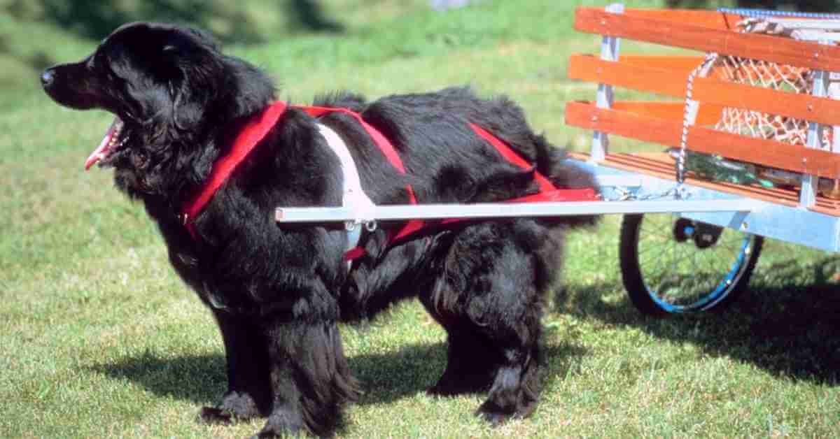 How much weight can a dog pull?