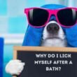 Why Do Dogs Lick Themselves After a Bath? 7 why do dogs lick themselves after a bath