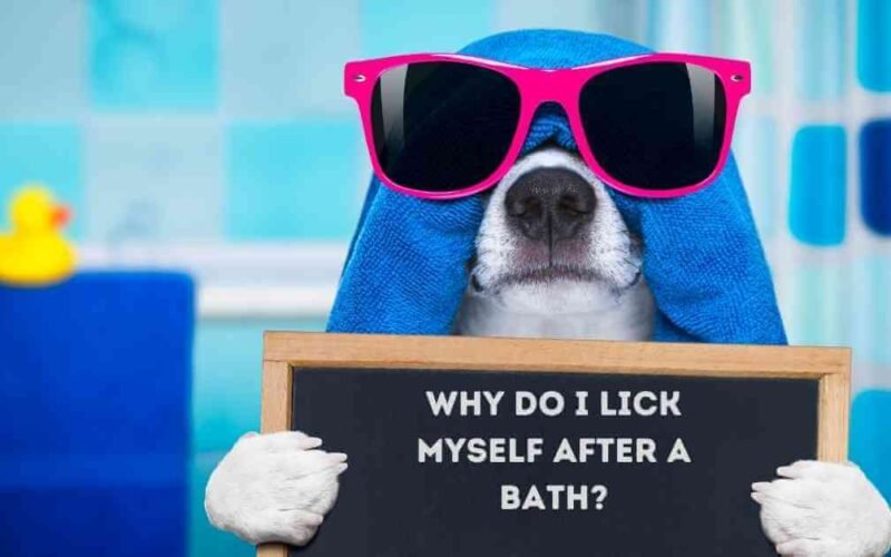Why Do Dogs Lick Themselves After a Bath? 5 why do dogs lick themselves after a bath