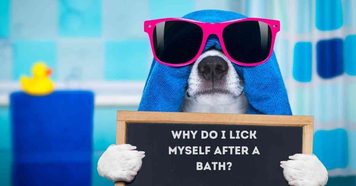 why do dogs lick themselves after a bath