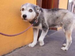 My Dog is Scared of Me Because I Hit Him-Details Explained 36 my dog is scared of me because i hit him