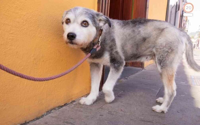 My Dog is Scared of Me Because I Hit Him-Details Explained 5 my dog is scared of me because i hit him