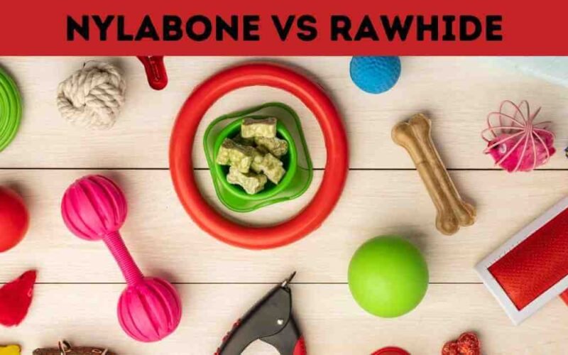 Nylabone Vs Rawhide-Which is the best chew toy? 5 nylabone vs rawhide