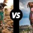 Ruffwear Vs Kurgo-Which is the best dog harness? 6 ruffwear vs kurgo