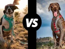 Ruffwear Vs Kurgo-Which is the best dog harness? 13 ruffwear vs kurgo