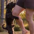 Why Does My Dog Hump and Bite Me? Secrets Revealed 6 why does my dog hump and bite me