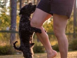 Why Does My Dog Hump and Bite Me? Secrets Revealed 30 why does my dog hump and bite me