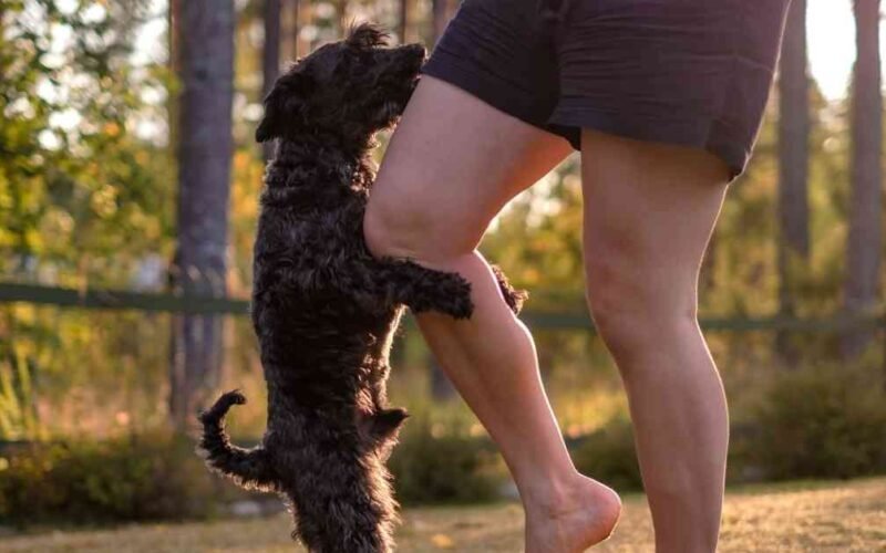 Why Does My Dog Hump and Bite Me? Secrets Revealed 5 why does my dog hump and bite me