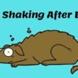 Why is my dog shaking after eating? Read These 6 Reasons! 6 why is my dog shaking after eating