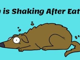 Why is my dog shaking after eating? Read These 6 Reasons! 32 why is my dog shaking after eating