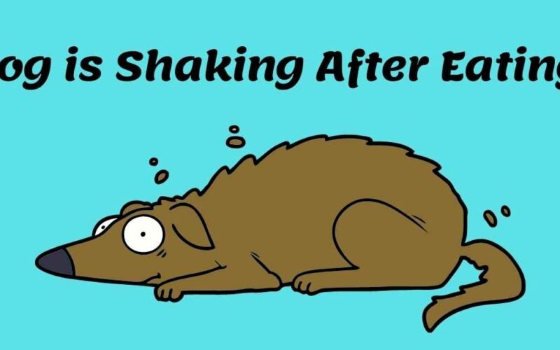 why is my dog shaking after eating