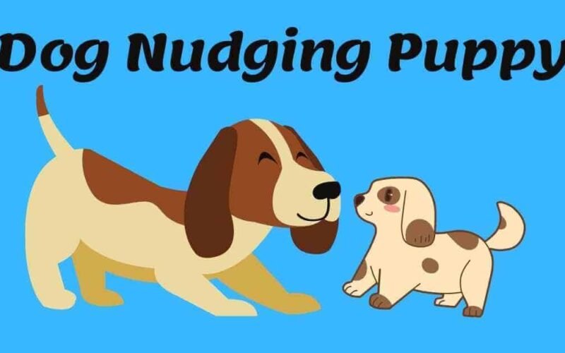 Dog Nudging Puppy With Nose-Details Explained 5 dog nudging puppy with nose