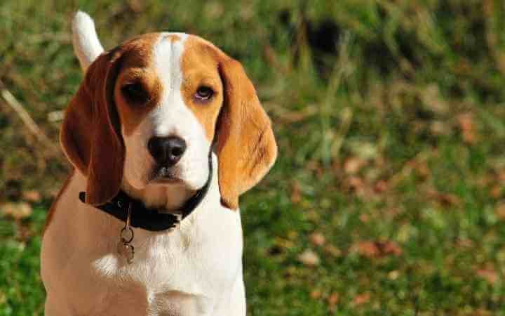 best dog breeds of all time