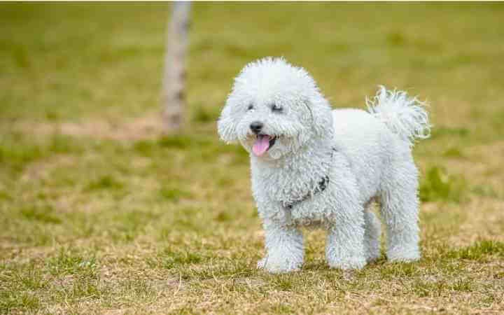 best dog breeds of all time
