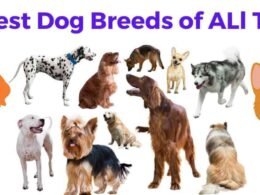 16 Best Dog Breeds of All Time 11 best dog breeds of all time