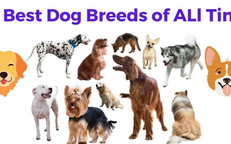 16 Best Dog Breeds of All Time 5 best dog breeds of all time