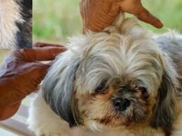 Should I Shave My Dog If He Has Fleas? Details Explained 45 should i shave my dog if he has fleas