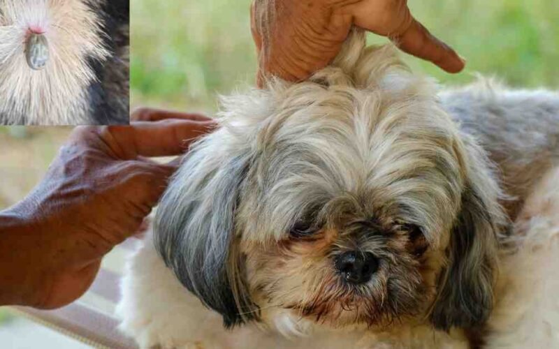 Should I Shave My Dog If He Has Fleas? Details Explained 5 should i shave my dog if he has fleas