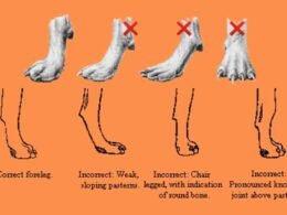 Weak or Low Pasterns In Dogs- Reasons and Solutions Explained 11 weak pasterns in dogs