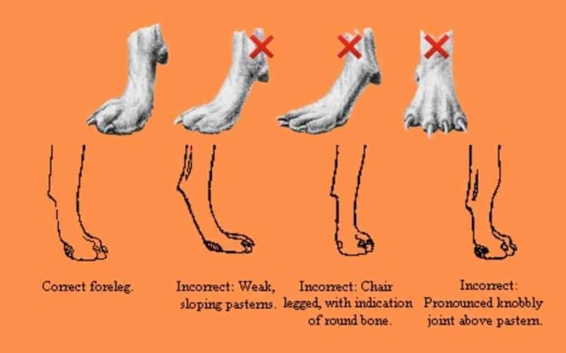 Weak or Low Pasterns In Dogs- Reasons and Solutions Explained 5 weak pasterns in dogs